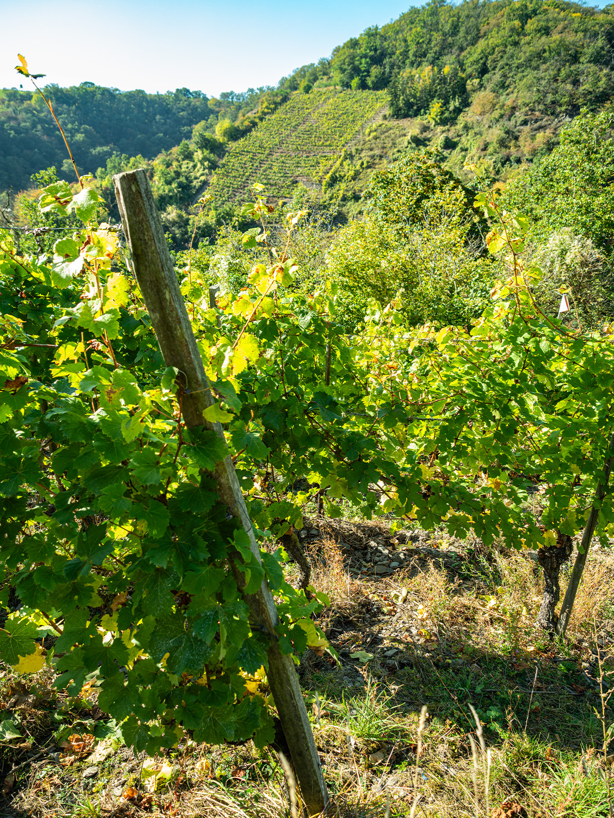 A vineyard on the Mosel
